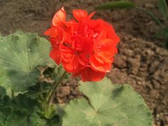 -兰陵国家农业公园