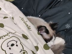 -瑞派福兴宠物医院犬猫全科·骨科·中西医结合(河东店)