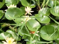 -渭南桃花源民俗文化园