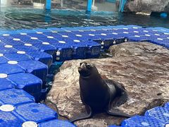 -海合安成都极地海洋公园