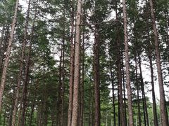 -塞罕坝国家级自然保护区