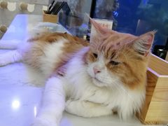 -喵园·猫主题咖啡厅·撸猫·猫咖(国贸店)