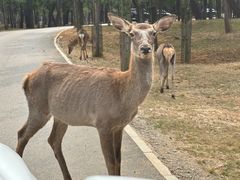 -秦皇岛野生动物园