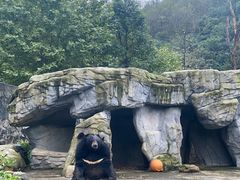 -都江堰中华大熊猫苑