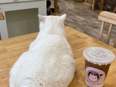 -楼上猫咖(罗湖店)