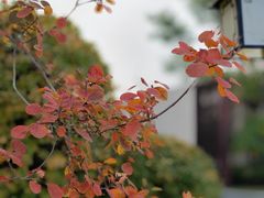 -中央广播电视总台(光华路办公区)