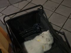 -灵美宠物诊所