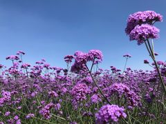 -迈格笙SPA·影院式足道·采耳(金桥店)