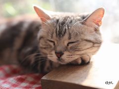 -海边的猫和咖啡馆