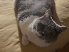 -米苏动物医院·犬猫专科·骨科外科内窥镜