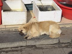 -葑门横街