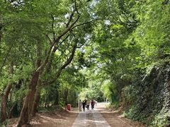 -上海佘山国家森林公园西佘山园