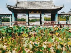 -莲花池公园