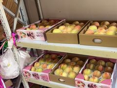 -南汇新场正宗水蜜桃采摘