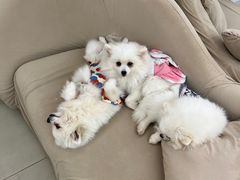 -怪兽屋·羊驼·猫咖·狗咖(俊华广场店)