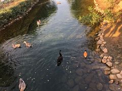 -长白岛森林公园