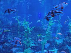 -海合安成都极地海洋公园