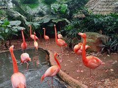 -海南热带野生动植物园