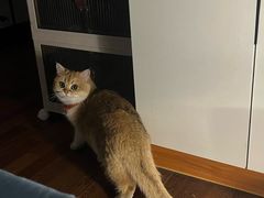 -瑞派·关忠动物医院·猫专科·犬专科(三环新城店)
