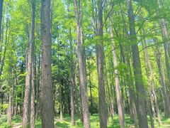 -上海共青森林公园