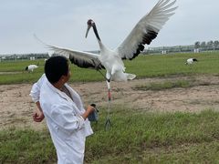 -盐城丹顶鹤湿地生态旅游区