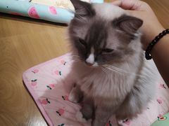 -滚猫咖啡·猫咖·猫友好撸猫(未来城店)