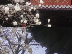 -灵谷景区