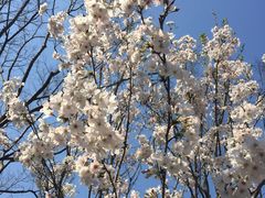 -新虹桥中心花园