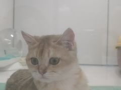 -1013 PET SHOP精品宠物商店(丁香店)