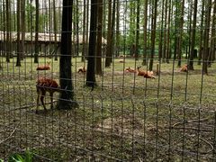 -崇明东平国家森林公园烧烤房车露营地