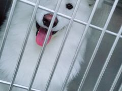 -宠福鑫康馨动物医院·骨科·眼科