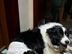 -北京观赏动物医院·24小时大型综合·猫专科·异宠专科
