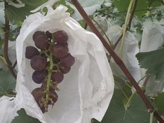 -马陆小张葡萄园农家乐