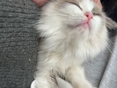 -有喵·猫咖·狗咖·30几只猫10只小狗(岗厦店)