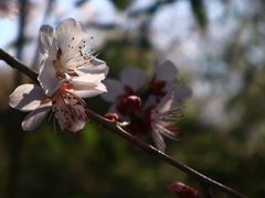 -桃花堤公园
