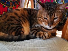 -more than meow吴止猫主题餐厅(承德 中船汇店)