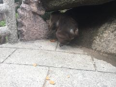-黄山玉屏楼宾馆餐厅