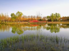 -大兴滨河森林公园