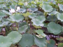 android_upload_pic-灵山莲花公园-温泉度假区