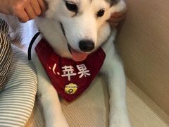 -Husky Go! 哈士奇体验馆·宠物咖啡厅狗咖