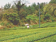 -雪绿茶博物馆