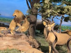 -国家自然博物馆