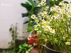 -如禾素食·下午茶·糖水