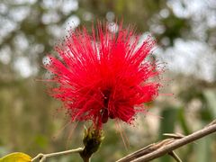 -西双版纳原始森林公园