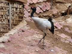 -青藏高原野生动物园