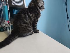 -瑞派福兴宠物医院犬猫全科·骨科·中西医结合(河东店)