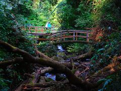 -莫里热带雨林景区