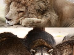 -北京野生动物园