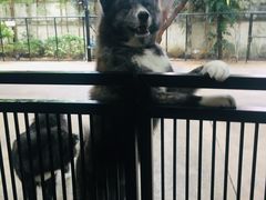 -TrueLove @ Neverland (Husky Cafe)