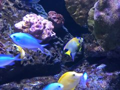 -暹罗海洋世界
